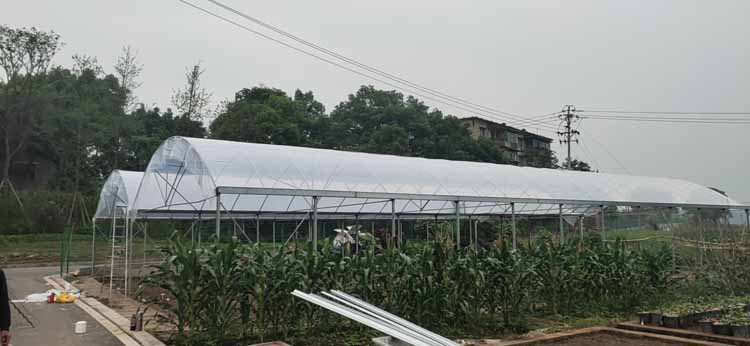 How should strawberries be cultivated in a greenhouse How should strawberries be cultivated in a greenhouse