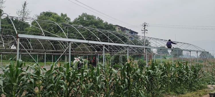 How to replenish carbon dioxide in the greenhouse How to replenish carbon dioxide in the greenhouse