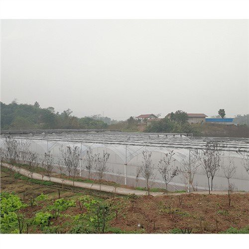 Xóa tấm nhựa cho nhà kính