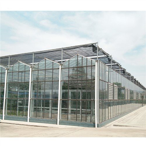 Xóa tấm polythene cho nhà kính