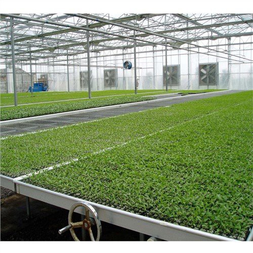 Nhà kính trẻ em vườn ươm