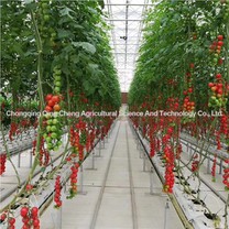 Nhà kính cà chua và dưa chuột