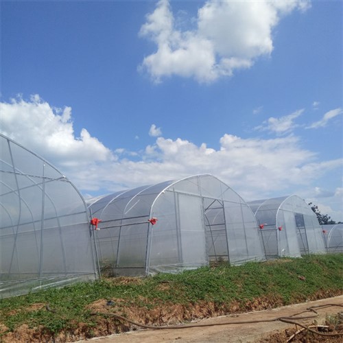 Nhà kính phim nhựa một nhịp